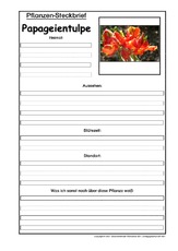 Pflanzensteckbrief-Papageientulpe.pdf